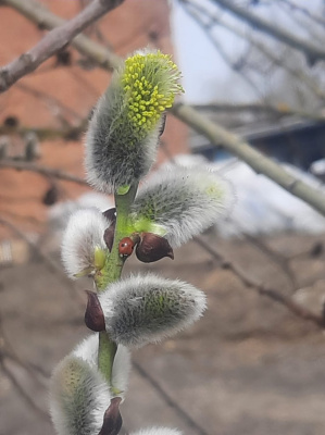 На Солстек пришла весна!