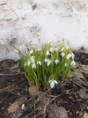 На Солстек пришла весна!