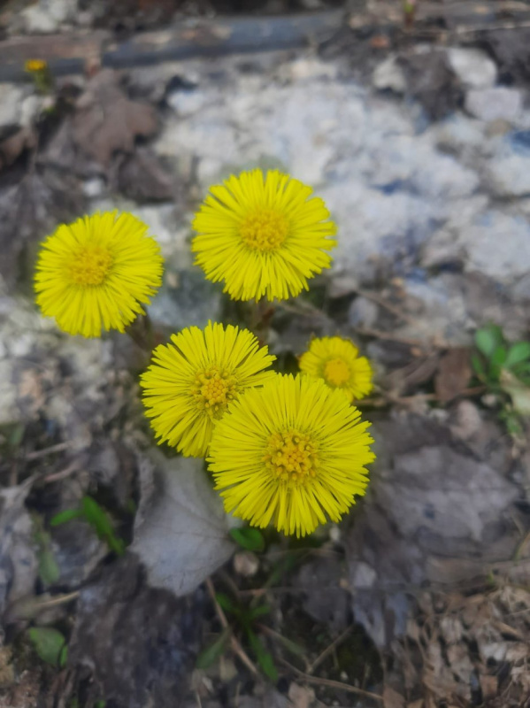 На Солстек пришла весна!